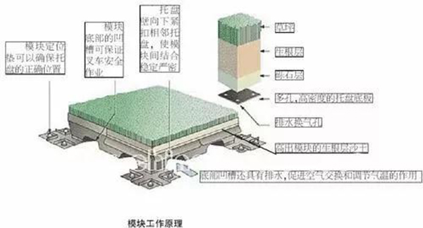 混合草坪系統