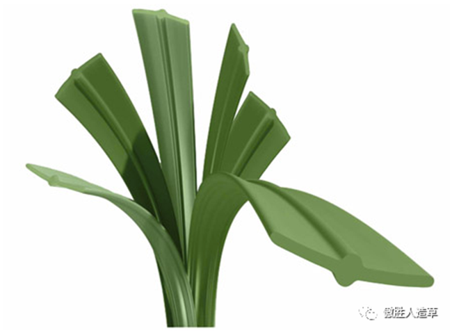 A3運(yùn)動(dòng)草